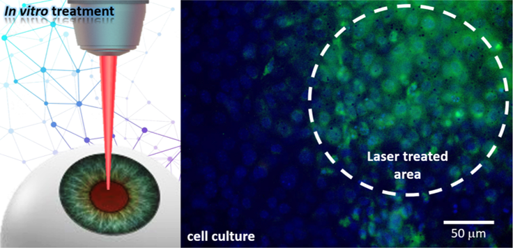 NanoEye in vitro
